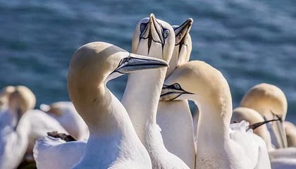 星空体育下载-迪巴拉助攻领跑意甲，状态火热，迪巴拉转会